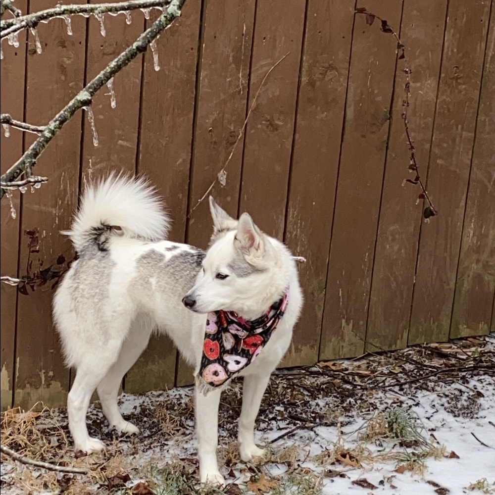 Meet your Posher, Shayla